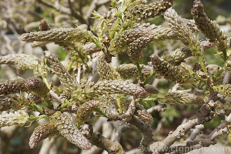 The flower buds of Wisteria sinensis 'Caroline', a very popular early-flowering New Zealand -raised plant that is usually listed as a cultivar of the Chinese Wisteria, though it more closely resembles. Wisteria floribunda. wisteria-2308htm'>Wisteria.