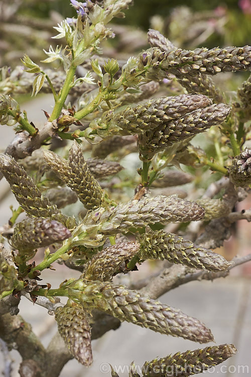 The flower buds of Wisteria sinensis 'Caroline', a very popular early-flowering New Zealand -raised plant that is usually listed as a cultivar of the Chinese Wisteria, though it more closely resembles. Wisteria floribunda. wisteria-2308htm'>Wisteria.