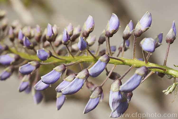 The flower buds of Wisteria sinensis 'Caroline', a very popular early-flowering New Zealand -raised plant that is usually listed as a cultivar of the Chinese Wisteria, though it more closely resembles. Wisteria floribunda. wisteria-2308htm'>Wisteria.