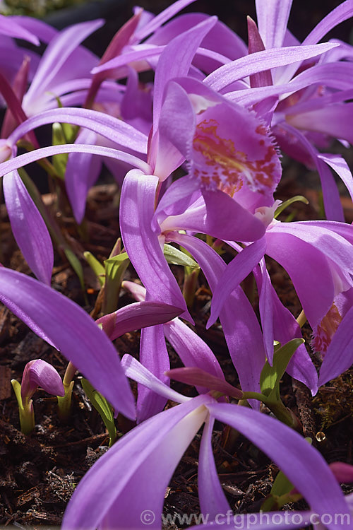 Pleione speciosa (syn. Pleione pleionoides</i>), a heavy-flowering terrestrial orchid native to Hubei and Sichuan, China. It is very popular for growing in pots or shallow pans. The classification of this and related species has undergone several revisions and the exact situation is yet to be fully determined. pleione-2580htm'>Pleione.