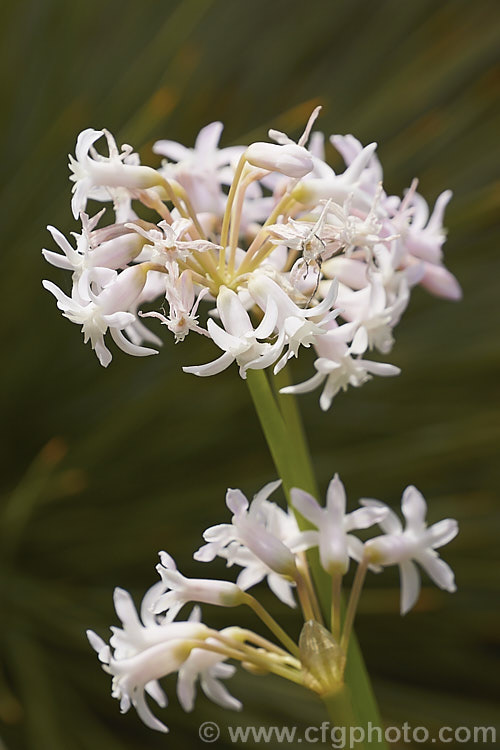 Tulbaghia simmleri 'Alba', a white-flowered cultivar of the usually pink. Sweet Garlic or Pink Agapanthus, a winter- to spring-flowering bulb native to South Africa. The flowers are pleasantly scented. tulbaghia-3377htm'>Tulbaghia.