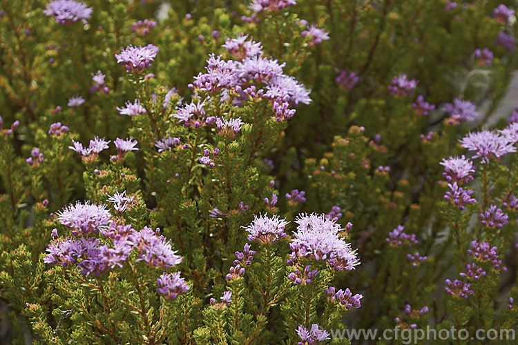 <i>Agathosma cereifolium</i>, a small-leaved, wiry-stemmed, winter- to spring-flowering evergreen shrub native to South Africa. It grows to around 1.4m high and wide, and the flowers, which are very small but densely clustered in rounded heads, are pale to mid pink. Order: Sapindales, Family: Rutaceae