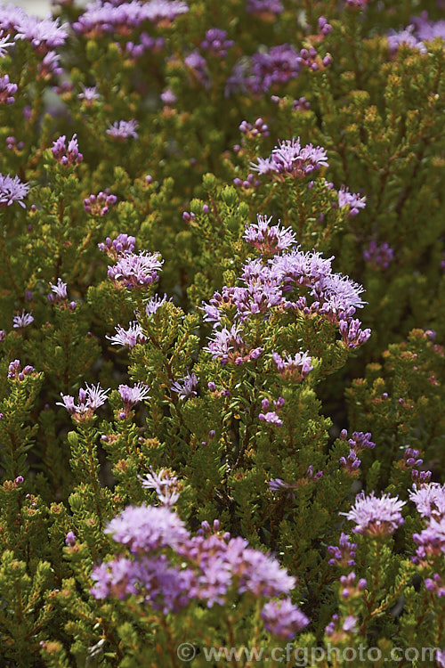 <i>Agathosma cereifolium</i>, a small-leaved, wiry-stemmed, winter- to spring-flowering evergreen shrub native to South Africa. It grows to around 1.4m high and wide, and the flowers, which are very small but densely clustered in rounded heads, are pale to mid pink. Order: Sapindales, Family: Rutaceae