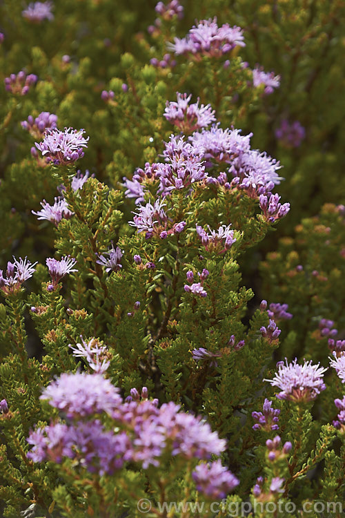 <i>Agathosma cereifolium</i>, a small-leaved, wiry-stemmed, winter- to spring-flowering evergreen shrub native to South Africa. It grows to around 1.4m high and wide, and the flowers, which are very small but densely clustered in rounded heads, are pale to mid pink. Order: Sapindales, Family: Rutaceae