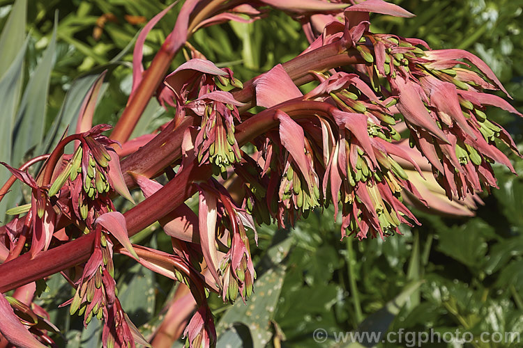 The flowerhead of Beschorneria yuccoides, a semi-succulent yucca-like perennial from Mexico. Red flower stems and bracts partially conceal the tubular, green flowers that open in mid-spring. beschorneria-2412htm'>Beschorneria.