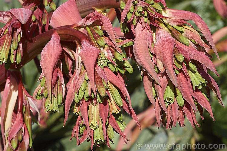 The flowerhead of Beschorneria yuccoides, a semi-succulent yucca-like perennial from Mexico. Red flower stems and bracts partially conceal the tubular, green flowers that open in mid-spring. beschorneria-2412htm'>Beschorneria.