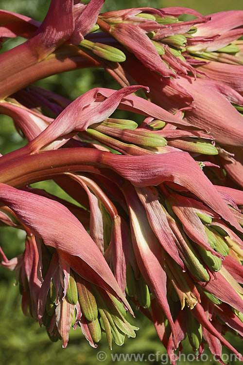 The flowerhead of Beschorneria yuccoides, a semi-succulent yucca-like perennial from Mexico. Red flower stems and bracts partially conceal the tubular, green flowers that open in mid-spring. beschorneria-2412htm'>Beschorneria.