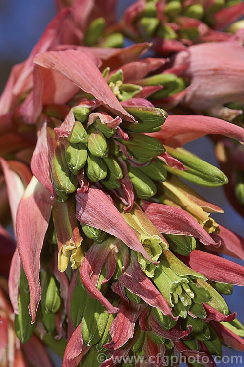 The flowerhead of Beschorneria yuccoides, a semi-succulent yucca-like perennial from Mexico. Red flower stems and bracts partially conceal the tubular, green flowers that open in mid-spring. beschorneria-2412htm'>Beschorneria.