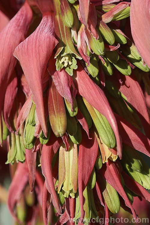 The flowerhead of Beschorneria yuccoides, a semi-succulent yucca-like perennial from Mexico. Red flower stems and bracts partially conceal the tubular, green flowers that open in mid-spring. beschorneria-2412htm'>Beschorneria.