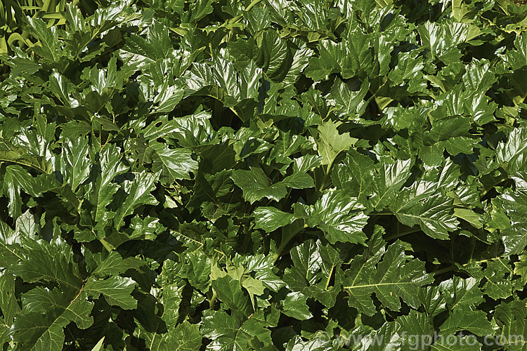 The foliage of Bear's Breeches (<i>Acanthus mollis</i>), a usually evergreen summer-flowering perennial native to southwest Europe and North Africa. It was often featured in ancient Greek and Roman designs. Order: Lamiales, Family: Acanthaceae