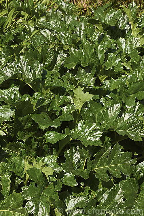 The foliage of Bear's Breeches (<i>Acanthus mollis</i>), a usually evergreen summer-flowering perennial native to southwest Europe and North Africa. It was often featured in ancient Greek and Roman designs. Order: Lamiales, Family: Acanthaceae