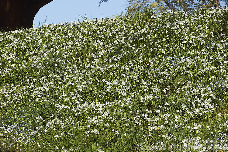 A large patch of Triquetrous. Leek or Three-cornered. Leek (<i>Allium triquetrum</i>), a spring-flowering bulb native to southern Europe. The foliage has a scent between leek, garlic and onion. It self-sows and divided readily and can become a weed. allium-2045htm'>Allium.