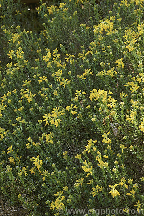 Dwarf Gorse (<i>Ulex minor</i>), a 1m high x 1.5m wide, western European shrub with densely spiny green branches. For much of the year it is leafless, but when its flower it produces a few true leaves around the flowerheads. It flowers in autumn and in mild climates will also bloom in spring. It does not have the invasive habits of Ulex europaeus. ulex-2750htm'>Ulex.