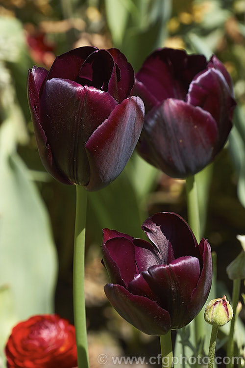 Tulipa 'Black Jack', a Category 3 (<i>Triumph Hybrid</i>) tulip that is a cross between 'Queen of the Night' and 'Abra'. It was introduced in 2008 and has flower stems around 45cm tall Order: Liliales, Family: Liliaceae