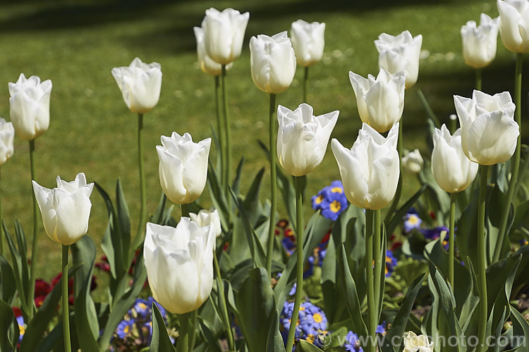 Tulipa 'Cheers', a white to very light cream flowered Category 3 (<i>Triumph Hybrid</i>) tulip introduced in 1990. Its flower stems are around 40cm tall Order: Liliales, Family: Liliaceae