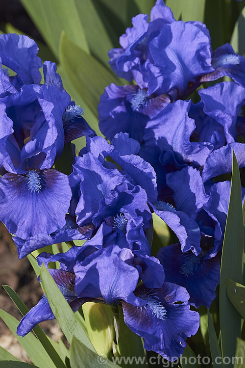 Iris 'Banbury. Ruffles', an early-flowering dwarf bearded iris cultivar.