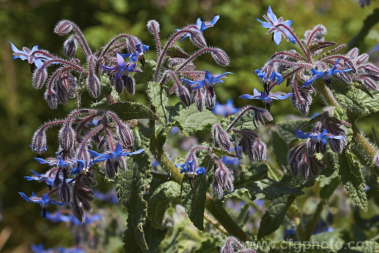 Borage (<i>Borago officinalis</i>). This quick-growing annual herb is popular with beekeepers as a nectar source, though it is often confused with Viper's Bugloss (<i>Echium vulgare</i>). Borage has medicinal uses and the leaves can be used in salads. borago-2604htm'>Borago.