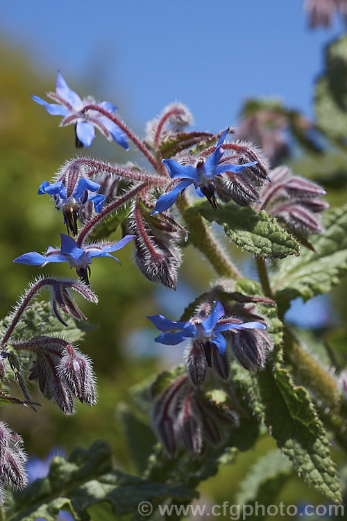 Borage (<i>Borago officinalis</i>). This quick-growing annual herb is popular with beekeepers as a nectar source, though it is often confused with Viper's Bugloss (<i>Echium vulgare</i>). Borage has medicinal uses and the leaves can be used in salads. borago-2604htm'>Borago.