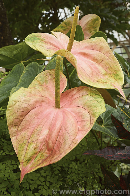 Anthurium andraeanum 'Sarah', one of the many cultivars of the Flamingo. Flower, an epiphytic perennial native to Colombia and Ecuador that is often grown as a house plant 'Sarah' has especially large multi-coloured pastel spathes on tall stems. anthurium-2027htm'>Anthurium.