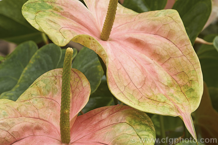 Anthurium andraeanum 'Sarah', one of the many cultivars of the Flamingo. Flower, an epiphytic perennial native to Colombia and Ecuador that is often grown as a house plant 'Sarah' has especially large multi-coloured pastel spathes on tall stems. anthurium-2027htm'>Anthurium.