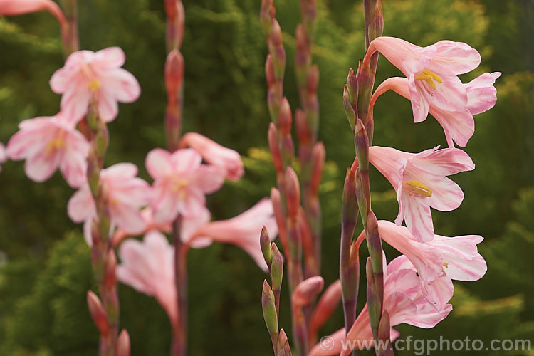 Watsonia parvifolia, a spring-flowering. South African corm. It grows to around 45cm tall and is rare in the wild and in cultivation. watsonia-2394htm'>Watsonia.