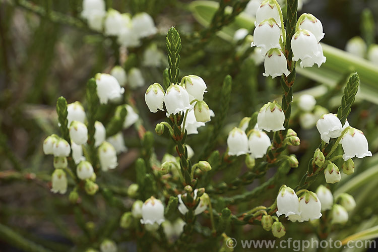 Cassiope 'Edinburgh' (<i>Cassiope fastigiata x Cassiope tetragona var. saximontana</i>), a tiny, evergreen, spring-flowering shrub that grows to around 20cm high x 40cm wide. It has wiry stems and minute scale-like leaves. cassiope-2772htm'>Cassiope. Order: Ericales, Family: Ericaceae