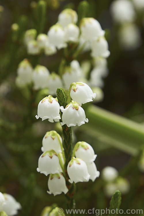 Cassiope 'Edinburgh' (<i>Cassiope fastigiata x Cassiope tetragona var. saximontana</i>), a tiny, evergreen, spring-flowering shrub that grows to around 20cm high x 40cm wide. It has wiry stems and minute scale-like leaves. cassiope-2772htm'>Cassiope. Order: Ericales, Family: Ericaceae