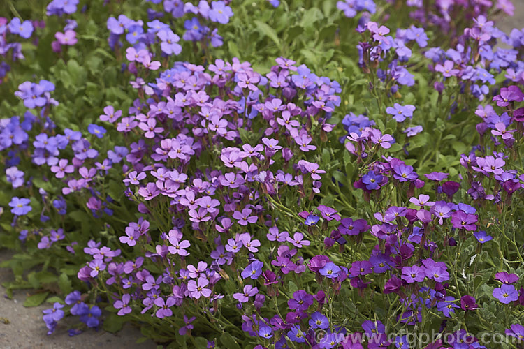 Various shades of Aubretia (<i>Aubrieta deltoidea</i>) flowers. This spring-flowering perennial is native of the Aegean region. Sometimes grown as a bedding annual, it is also widely grown as a rockery plant and is ideal for spilling over rock walls and growing in the cracks in stone paving. Note the difference in the spelling of the common name aubretia and the proper name. Aubrieta. aubrieta-2388htm'>Aubrieta. .