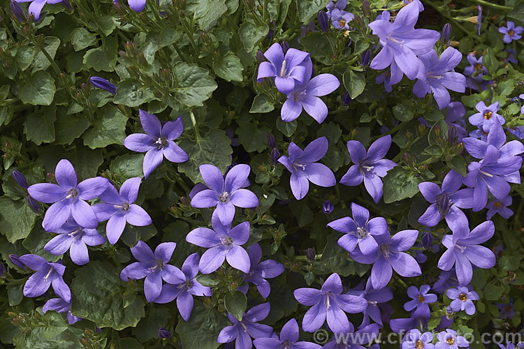 Dalmatian Bellflower (<i>Campanula portenschlagiana [syn. Campanula muralis]), a low, spreading, spring-flowering perennial native to limestone regions of Croatia. Order: Asterales, Family: Campanulaceae