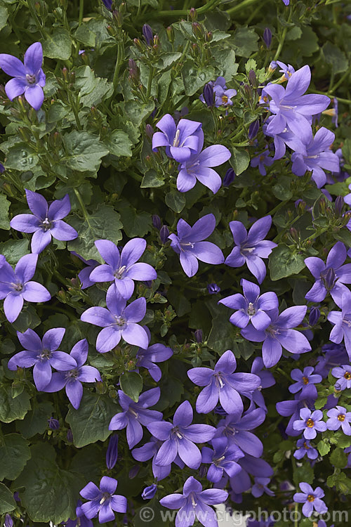 Dalmatian Bellflower (<i>Campanula portenschlagiana [syn. Campanula muralis]), a low, spreading, spring-flowering perennial native to limestone regions of Croatia. Order: Asterales, Family: Campanulaceae