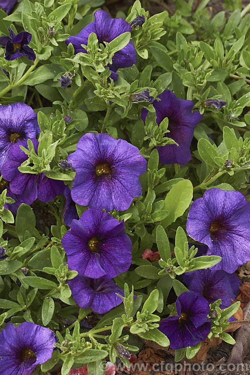 Calibrachoa 'Callie Dark Blue', while definitely more purple than blue, this vigorous. Calibrachoa cultivar is nevertheless a superb long-flowering plant for borders, pots or baskets. It is perennial in mild climates