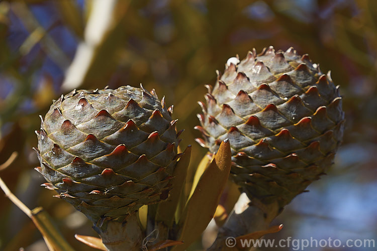 Near-mature cones of Kauri (<i>Agathis australis</i>), the largest New Zealand native tree, the kauri has an extremely strong, durable wood that is excellent for high grade furniture and construction. Its thick, leathery leaves and globular cones make it an attractive garden plant when young. Order: Araucariales, Family: Araucariaceae