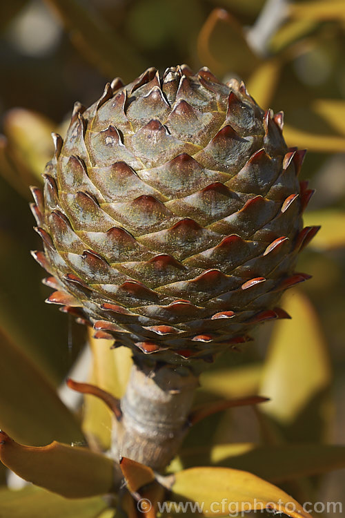 Near-mature cone of Kauri (<i>Agathis australis</i>), the largest New Zealand native tree, the kauri has an extremely strong, durable wood that is excellent for high grade furniture and construction. Its thick, leathery leaves and globular cones make it an attractive garden plant when young. Order: Araucariales, Family: Araucariaceae