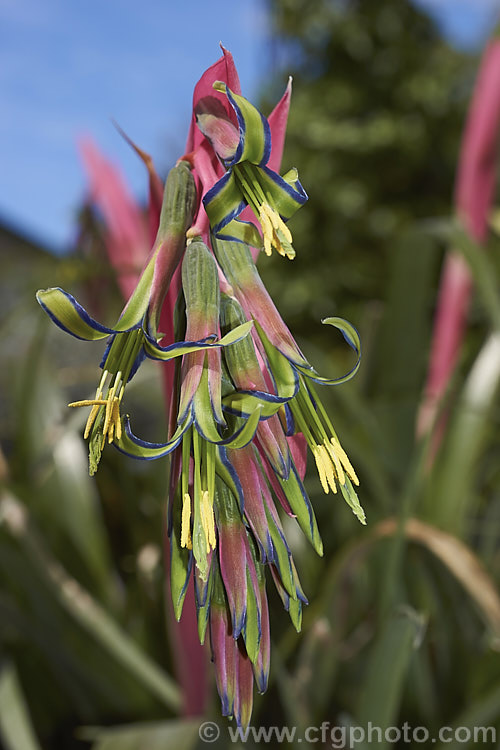 The flowers of Queen's Tears or Friendship Plant (<i>Billbergia nutans</i>), an epiphytic bromeliad native to Brazil, Uruguay, Paraguay and Argentina. It is surprisingly hardy and will tolerate repeated frost up to -4C. It produces its pendulous flowerheads in spring. billbergia-2602htm'>Billbergia.