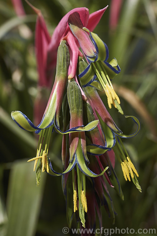 The flowers of Queen's Tears or Friendship Plant (<i>Billbergia nutans</i>), an epiphytic bromeliad native to Brazil, Uruguay, Paraguay and Argentina. It is surprisingly hardy and will tolerate repeated frost up to -4C. It produces its pendulous flowerheads in spring. billbergia-2602htm'>Billbergia.