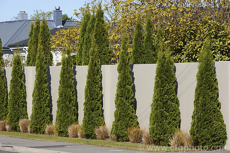 Thuja occidentalis Fastigiata photo at Pictures of Plants stock image ...