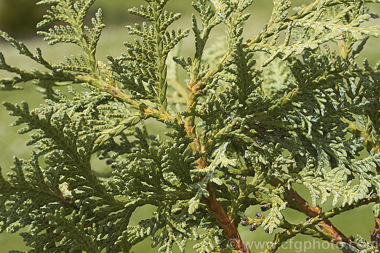 The spring foliage of the Korean Thuja (<i>Thuja koraiensis</i>), an evergreen conifer native to northern Korea and neighbouring parts of China. It is a small tree, up to 10m tall, with blue-tinted foliage that has conspicuous silvery-white stomatal bands on the undersides. Order: Pinales, Family: Cupressaceae