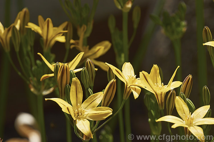 Prettyface or Golden Star (<i>Triteleia ixioides</i>). A spring-flowering cormous perennial native to California and southwestern Oregon. Each corm produces just one or two narrow strappy leaves, up to 50cm long, and the flower stems is up to 80cm tall