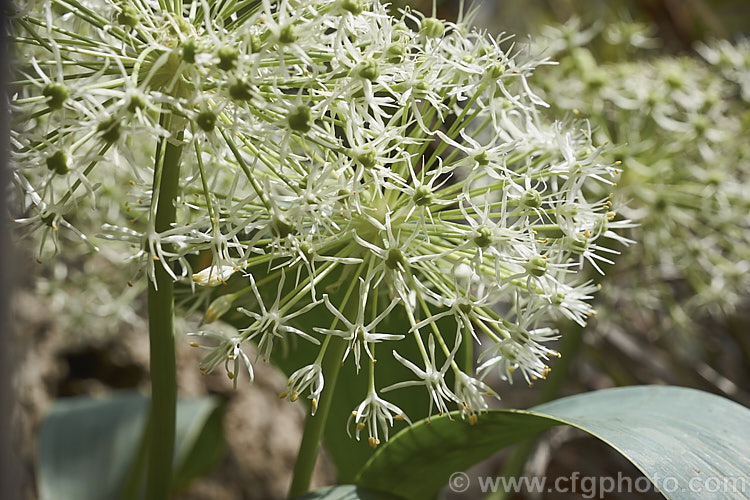 Allium karataviense 'Ivory', a white flowered form of a normally purple-pink-flowered, strappy-leafed, late spring- to early summer-blooming. Central Asian bulb with flower heads to 20cm diameter, composed of numerous tiny. The foliage of this ornamental onion is often purple-tinted but 'Ivory' usually has all-over blue-green leaves. allium-2045htm'>Allium.