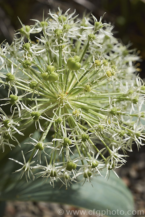 Allium karataviense 'Ivory', a white flowered form of a normally purple-pink-flowered, strappy-leafed, late spring- to early summer-blooming. Central Asian bulb with flower heads to 20cm diameter, composed of numerous tiny. The foliage of this ornamental onion is often purple-tinted but 'Ivory' usually has all-over blue-green leaves. allium-2045htm'>Allium.