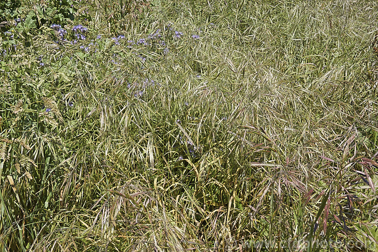 Ripgut. Brome or Great Brome (<i>Bromus diandrus</i>), an annual grass originally native to the Mediterranean area but now widely naturalised. It usually occurs as a weed on waste ground. The seeds have a barb that enables them to cling to clothing or to lodge in the paws or eyes of domestic pets. bromus-2608htm'>Bromus. .