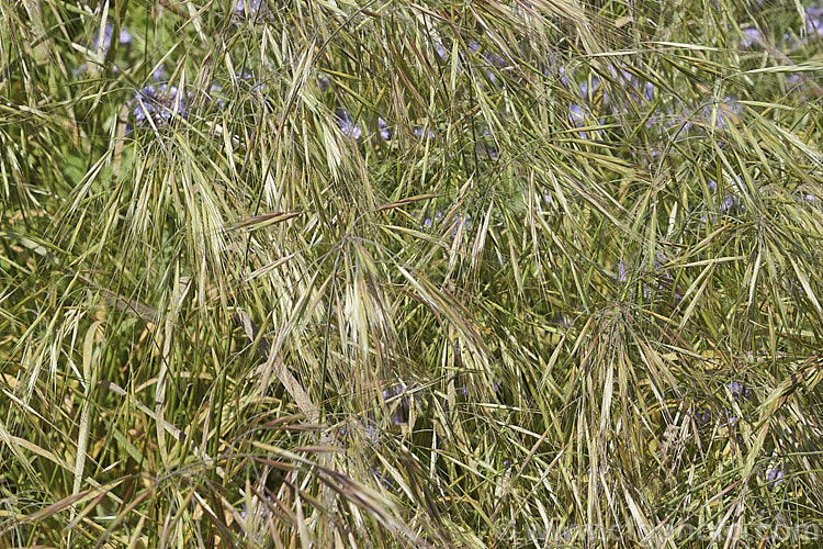 Ripgut. Brome or Great Brome (<i>Bromus diandrus</i>), an annual grass originally native to the Mediterranean area but now widely naturalised. It usually occurs as a weed on waste ground. The seeds have a barb that enables them to cling to clothing or to lodge in the paws or eyes of domestic pets. bromus-2608htm'>Bromus. .