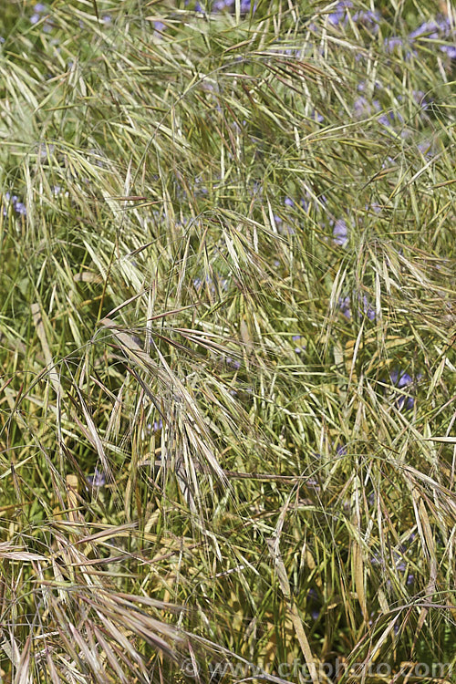 Ripgut. Brome or Great Brome (<i>Bromus diandrus</i>), an annual grass originally native to the Mediterranean area but now widely naturalised. It usually occurs as a weed on waste ground. The seeds have a barb that enables them to cling to clothing or to lodge in the paws or eyes of domestic pets. bromus-2608htm'>Bromus. .