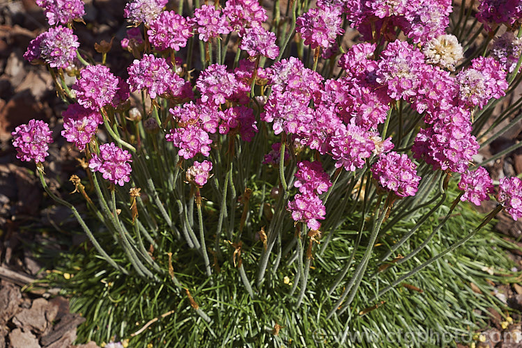 Armeria maritima 'Morning Star Deep. Rose', a deep pink-flowered cultivar of Thrift, an evergreen spring-flowering perennial or subshrub that occurs naturally over much of the temperate Northern Hemisphere. Order: Caryophyllales, Family: Plumbaginaceae