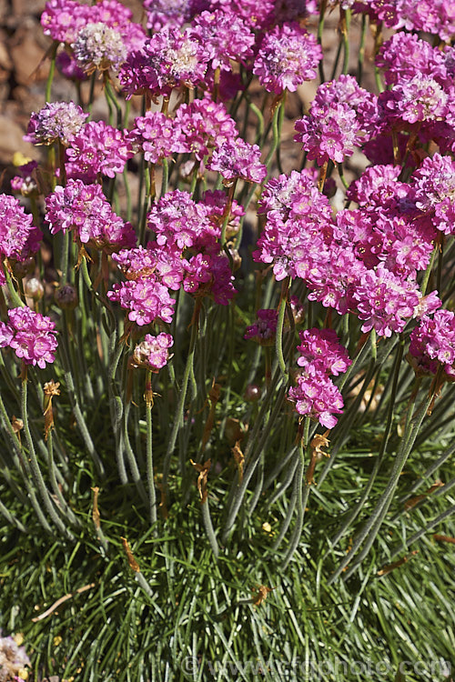 Armeria maritima 'Morning Star Deep. Rose', a deep pink-flowered cultivar of Thrift, an evergreen spring-flowering perennial or subshrub that occurs naturally over much of the temperate Northern Hemisphere. Order: Caryophyllales, Family: Plumbaginaceae