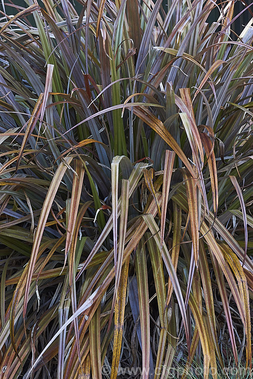 Astelia fragrans 'Red Devil', a silver and reddish-bronze-leaved cultivar of a clumping, evergreen perennial found through most of the damper areas of New Zealand from sea level to 900m. The species was once considered a form of Astelia nervosa. astelia-2377htm'>Astelia. <a href='asteliaceae-plant-family-photoshtml'>Asteliaceae</a>.