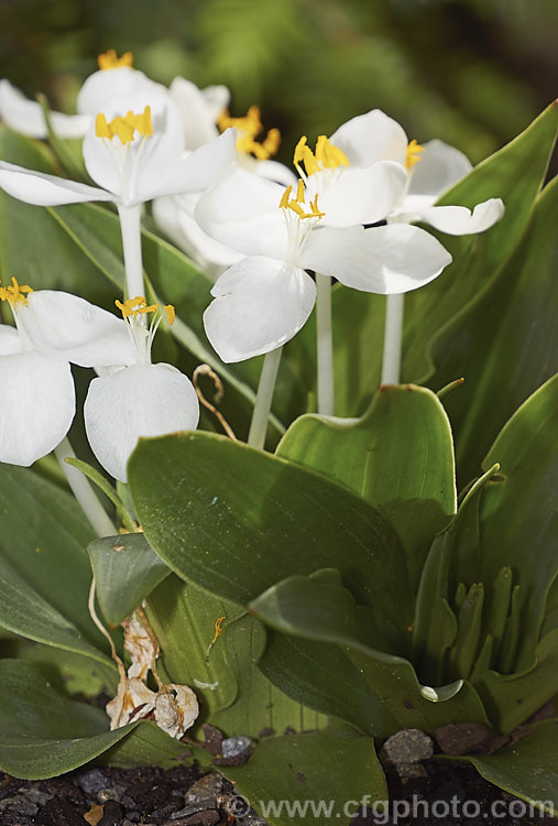 Weldenia candida, a small, spring-blooming, tuberous perennial native to the mountains of Guatemala and Mexico where it occurs at elevations of 2400-4000m, high enough that despite living in tropics it is often under snow for half the year. weldenia-2931htm'>Weldenia. <a href='commelinaceae-plant-family-photoshtml'>Commelinaceae</a>.