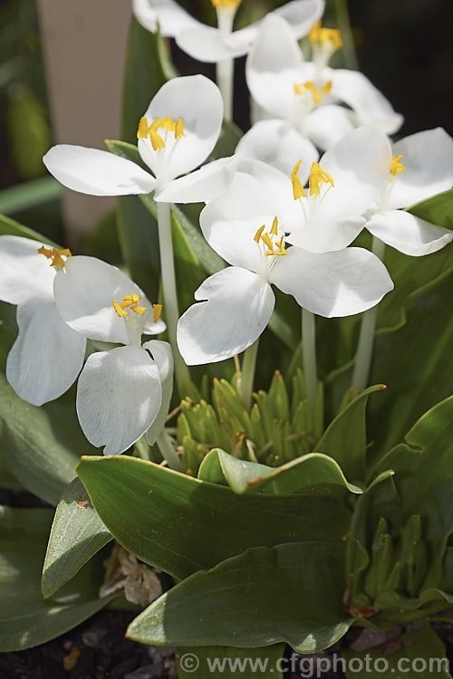 Weldenia candida, a small, spring-blooming, tuberous perennial native to the mountains of Guatemala and Mexico where it occurs at elevations of 2400-4000m, high enough that despite living in tropics it is often under snow for half the year. weldenia-2931htm'>Weldenia. <a href='commelinaceae-plant-family-photoshtml'>Commelinaceae</a>.