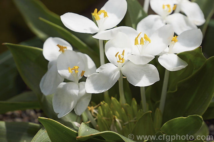 Weldenia candida, a small, spring-blooming, tuberous perennial native to the mountains of Guatemala and Mexico where it occurs at elevations of 2400-4000m, high enough that despite living in tropics it is often under snow for half the year. weldenia-2931htm'>Weldenia. <a href='commelinaceae-plant-family-photoshtml'>Commelinaceae</a>.