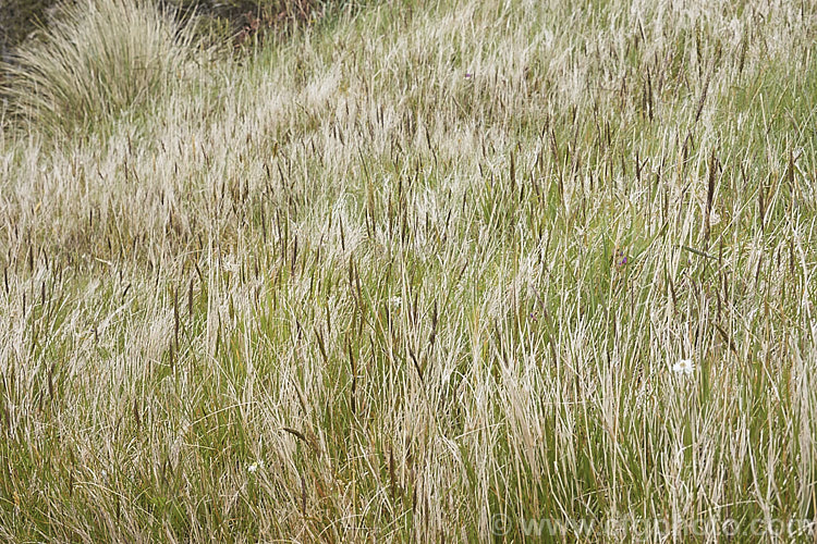 Bearded. Fescue or Fringed. Fescue (<i>Vulpia ciliata</i>), an annual grass that flowers in spring and which is largely dried off by summer. Originally a Eurasian species, it is now widely naturalised in the temperate zones. vulpia-2929htm'>Vulpia. .